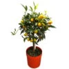 Kumquat, Stämmchen, Topf-Ø 20 Cm, Höhe Ca. 60-70 Cm -Die grüne Ecke 0630400015 Citrus fort margarita Stamm T20 H60 70 Kumquat farbiger Topf 2 79071