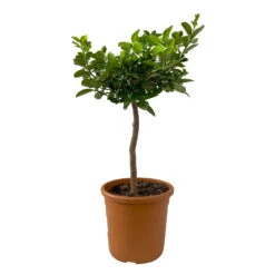 Kumquat 'Obovata', Stamm, Topf-Ø 20 Cm, Höhe Ca. 60 Cm -Die grüne Ecke 0630400019 Citrus fort marg Stamm Kumquat Obovata 2 104868