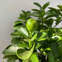 Kumquat 'Obovata', Stamm, Topf-Ø 20 Cm, Höhe Ca. 60 Cm -Die grüne Ecke 0630400019 Citrus fort marg Stamm Kumquat Obovata 5 104834