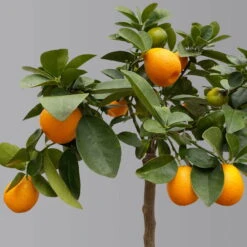 Kumquat 'Obovata', Stamm, Topf-Ø 20 Cm, Höhe Ca. 60 Cm -Die grüne Ecke 0630400019 Citrus fort marg Stamm T20 3162 Kumquat Obovata H60 1 125618