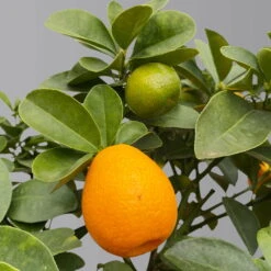 Kumquat 'Obovata', Stamm, Topf-Ø 20 Cm, Höhe Ca. 60 Cm -Die grüne Ecke 0630400019 Citrus fort marg Stamm T20 3162 Kumquat Obovata H60 2 125619