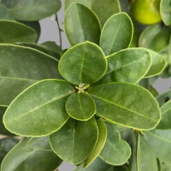 Kumquat 'Obovata', Stamm, Topf-Ø 20 Cm, Höhe Ca. 60 Cm -Die grüne Ecke 0630400019 Citrus fort marg Stamm T20 3162 Kumquat Obovata H60 4 125620