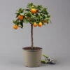 Kumquat 'Obovata', Stamm, Topf-Ø 20 Cm, Höhe Ca. 60 Cm -Die grüne Ecke 0630400019 Citrus fort marg Stamm T20 3162 Kumquat Obovata H60 5 125616
