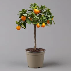 Kumquat 'Obovata', Stamm, Topf-Ø 20 Cm, Höhe Ca. 60 Cm -Die grüne Ecke 0630400019 Citrus fort marg Stamm T20 3162 Kumquat Obovata H60 6 125621