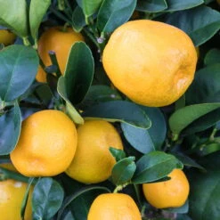 Kumquat 'Obovata', Stamm, Topf-Ø 20 Cm, Höhe Ca. 60 Cm -Die grüne Ecke 0630400019 KB Citrus fort marg Stamm Kumquat Obowata 104833