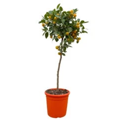 Calamondin, Stamm, Topf-Ø 24 Cm, Höhe Ca. 100 - 140 Cm -Die grüne Ecke 0630400020 Citrus madurensis Stamm T24 4 104337
