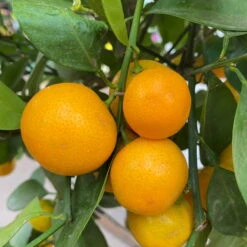 Calamondin, Stamm, Topf-Ø 24 Cm, Höhe Ca. 100 - 140 Cm -Die grüne Ecke 0630400020 Citrus madurensis Stamm T24 8 104280