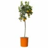 Calamondin, Stamm, Topf-Ø 24 Cm, Höhe Ca. 100 - 140 Cm -Die grüne Ecke 0630400020 Citrus madurensis Stamm T24 1 114169