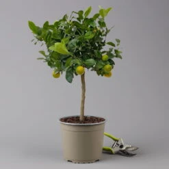 Calamondin, Stamm, Topf-Ø 20 Cm, Höhe Ca. 60 Cm