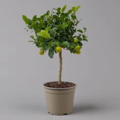 Calamondin, Stamm, Topf-Ø 20 Cm, Höhe Ca. 60 Cm -Die grüne Ecke 0630400021 Citrus madurensis Stamm Calamondin T20 3162 H60 farb Topf 2 125623