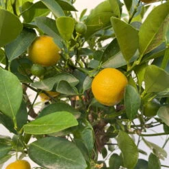 Calamondin, Stamm, Topf-Ø 20 Cm, Höhe Ca. 60 Cm -Die grüne Ecke 0630400021 Citrus madurensis Stamm Calamondin T20 5 104282