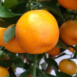 Calamondin, Stamm, Topf-Ø 20 Cm, Höhe Ca. 60 Cm -Die grüne Ecke 0630400021 Citrus madurensis Stamm T20 H60 Calamondin farb Topf 2 78905