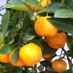 Die grüne Ecke -Die grüne Ecke 0630400021 Citrus madurensis Stamm T20 H60 Calamondin farb Topf 3 78904