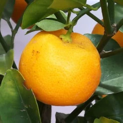 Calamondin, Stamm, Topf-Ø 20 Cm, Höhe Ca. 60 Cm -Die grüne Ecke 0630400021 Citrus madurensis Stamm T20 H60 Calamondin farb Topf 4 78907