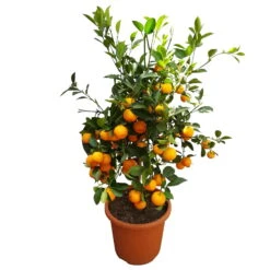 Calamondin, Stamm, Topf-Ø 20 Cm, Höhe Ca. 60 Cm -Die grüne Ecke 0630400021 Citrus madurensis Stamm T20 H60 Calamondin farb Topf 5 79072