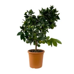 Orangenbaum, Kurz-Stamm, Topf-Ø Ca. 26 Cm -Die grüne Ecke 0630400049 Citrus sinensis Busch T26 2 104341