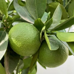 Orangenbaum, Kurz-Stamm, Topf-Ø Ca. 26 Cm -Die grüne Ecke 0630400049 Citrus sinensis Busch T26 3 104290