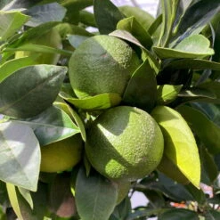 Orangenbaum, Kurz-Stamm, Topf-Ø Ca. 26 Cm -Die grüne Ecke 0630400049 Citrus sinensis Busch T26 4 104289