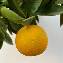 Orangenbaum, Kurz-Stamm, Topf-Ø Ca. 26 Cm -Die grüne Ecke 0630400049 Citrus sinensis Busch T26 8 104288