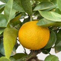 Orangenbaum, Kurz-Stamm, Topf-Ø Ca. 26 Cm -Die grüne Ecke 0630400049 Citrus sinensis Busch T26 9 104287
