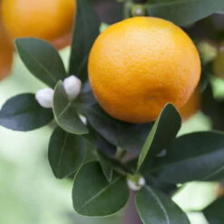 Kumquat, Stamm, Topf-Ø 22 Cm -Die grüne Ecke 0630400068 0630400074 Citrus Calamondin 1 98319