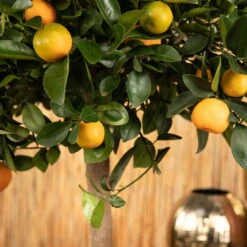 Kumquat, Stamm, Topf-Ø 22 Cm -Die grüne Ecke 0630400068 0630400074 Citrus Calamondin 2 98320