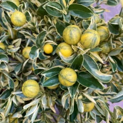 Calamondin 'Variegata', Stamm, Topf-Ø 20 Cm, Höhe 70 Cm -Die grüne Ecke 0630400078 Citrus madurensis Variegata Buntlaubige Calamondin 2 104835