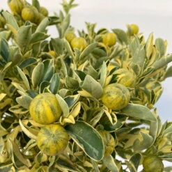 Calamondin 'Variegata', Stamm, Topf-Ø 20 Cm, Höhe 70 Cm -Die grüne Ecke 0630400078 Citrus madurensis Variegata T20 6 104293