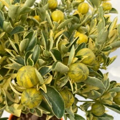 Calamondin 'Variegata', Stamm, Topf-Ø 20 Cm, Höhe 70 Cm -Die grüne Ecke 0630400078 Citrus madurensis Variegata T20 7 104292