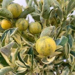 Calamondin 'Variegata', Stamm, Topf-Ø 20 Cm, Höhe 70 Cm -Die grüne Ecke 0630400078 Citrus madurensis Variegata T20 8 104294