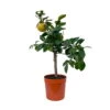 Grapefruitbaum, Stamm, Topf-Ø 20 Cm, Höhe Ca. 70 Cm -Die grüne Ecke 0630500001 Citrus paradisi Stamm T20 2 104344
