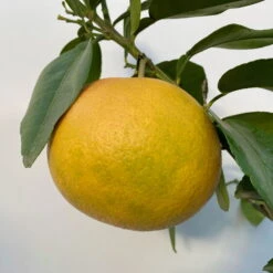 Grapefruitbaum, Stamm, Topf-Ø 20 Cm, Höhe Ca. 70 Cm -Die grüne Ecke 0630500001 Citrus paradisi Stamm T20 5 104296