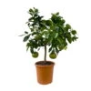 Grapefruitbaum, Kurz-Stamm, Topf-Ø 26 Cm 1 Grapefruitbaum, Kurz-Stamm, Topf-Ø 26 Cm -Die grüne Ecke 0630500011 Citrus paradisi Stamm T26 5 104345
