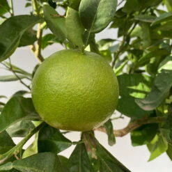 Grapefruitbaum, Kurz-Stamm, Topf-Ø 26 Cm -Die grüne Ecke 0630500011 Citrus paradisi Stamm T26 6 104297