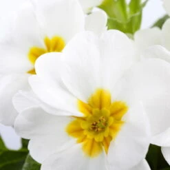 Primel 'Trio' Bunt, Mix Nach Verfügbarkeit, Topf-Ø 13 Cm, 6er-Set -Die grüne Ecke 0639100027 Primula vulgaris T10 weiss 74001