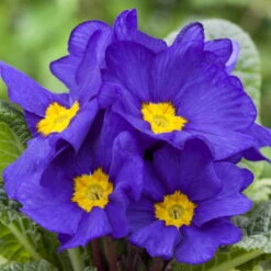 Primel 'Trio' Bunt, Mix Nach Verfügbarkeit, Topf-Ø 13 Cm, 6er-Set -Die grüne Ecke 0639100030 0639100036 Primula vulgaris blau 75330