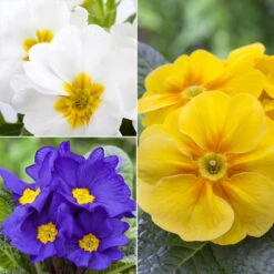 Primel 'Trio' Bunt, Mix Nach Verfügbarkeit, Topf-Ø 13 Cm, 6er-Set -Die grüne Ecke 0639100036 Koelle Primula vulgaris Trio T13 6er Set nach Verfuegbarkeit WS 102652