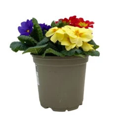 Primel 'Trio' Bunt, Mix Nach Verfügbarkeit, Topf-Ø 13 Cm, 6er-Set -Die grüne Ecke 0639100036 Koelle Primula vulgaris Trio T13 6er Set nach Verfuegbarkeit 1 110960