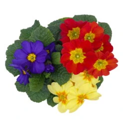 Primel 'Trio' Bunt, Mix Nach Verfügbarkeit, Topf-Ø 13 Cm, 6er-Set -Die grüne Ecke 0639100036 Koelle Primula vulgaris Trio T13 6er Set nach Verfuegbarkeit 4 110962