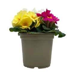 Primel 'Trio' Bunt, Mix Nach Verfügbarkeit, Topf-Ø 13 Cm, 6er-Set -Die grüne Ecke 0639100036 Koelle Primula vulgaris Trio T13 6er Set nach Verfuegbarkeit 7 110957