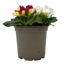 Primel 'Trio' Bunt, Mix Nach Verfügbarkeit, Topf-Ø 13 Cm, 6er-Set -Die grüne Ecke 0639100036 Koelle Primula vulgaris Trio T13 2 107118