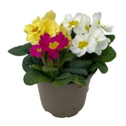 Primel 'Trio' Bunt, Mix Nach Verfügbarkeit, Topf-Ø 13 Cm, 6er-Set -Die grüne Ecke 0639100036 Koelle Primula vulgaris Trio T13 3 107119