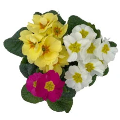 Primel 'Trio' Bunt, Mix Nach Verfügbarkeit, Topf-Ø 13 Cm, 6er-Set -Die grüne Ecke 0639100036 Koelle Primula vulgaris Trio T13 4 107120