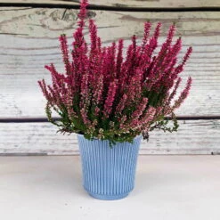 Knospenheide, Rot, Topf-Ø 12 Cm, 6er-Set -Die grüne Ecke 0650100105 Calluna vulgaris T1213 rot Knospenblueher H25 2 70074