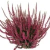 Knospenheide, Rot, Topf-Ø 12 Cm, 6er-Set -Die grüne Ecke 0650100105 Calluna vulgaris rot Knospenblueher 12 13cm Topf 44036