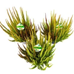 Besenheide SKYLINE® 'Trio' Mix Variiert, Topf-Ø 17 Cm, 2er-Set -Die grüne Ecke 0650100229 Koelle Calluna Skyline Trio 3 Farben im Topf 17cm Topf 79806