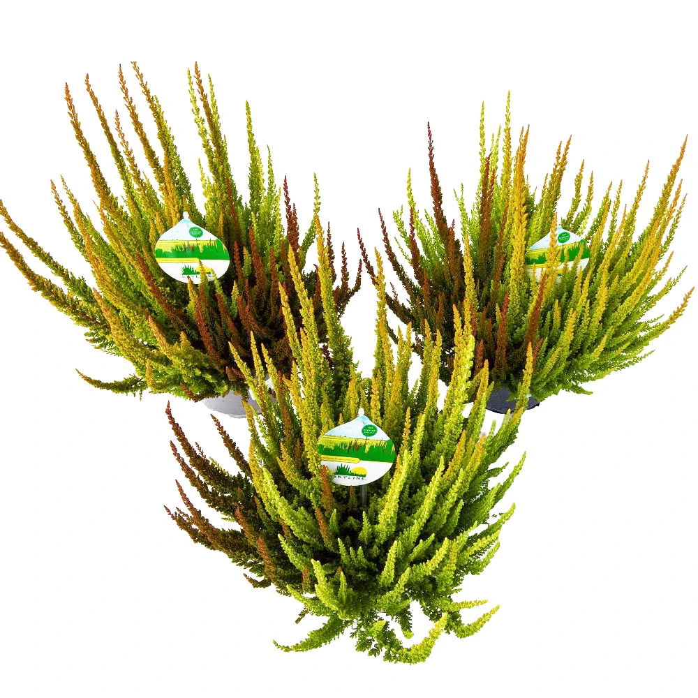 Besenheide SKYLINE® 'Trio' Mix Variiert, Topf-Ø 17 Cm, 2er-Set – Bild 5