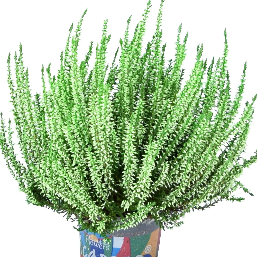 Knospenheide 'Picasso' Gefärbt, Farben Zufällig, Topf-Ø 12 Cm, 6er-Set 10 Knospenheide 'Picasso' Gefärbt, Farben Zufällig, Topf-Ø 12 Cm, 6er-Set – Bild 8