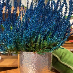 Knospenheide 'Picasso' Gefärbt, Farben Zufällig, Topf-Ø 12 Cm, 6er-Set 20 Knospenheide 'Picasso' Gefärbt, Farben Zufällig, Topf-Ø 12 Cm, 6er-Set -Die grüne Ecke 0650100304 Calluna vulgaris T12 blau gefaerbt Picasso 5 70092