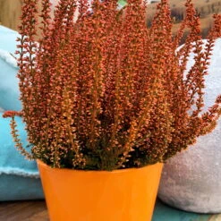 Knospenheide 'Picasso' Gefärbt, Farben Zufällig, Topf-Ø 12 Cm, 6er-Set 29 Knospenheide 'Picasso' Gefärbt, Farben Zufällig, Topf-Ø 12 Cm, 6er-Set -Die grüne Ecke 0650100305 Callunavulgaris T12 orange gefaerbt Picasso 4 70094